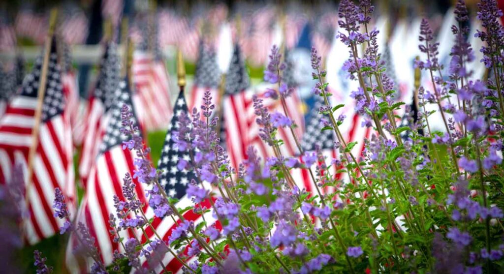 Several American flags in a field of purple flowers with a green bush in the foreground